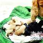 深圳一英国可卡犬用6个小时 生下10个小狗（图） 动物世界