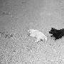 小狗在同伴去世後不吃不喝日夜守護（圖） 動物世界