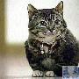 世界上最小的猫（图） 动物世界