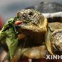 瑞士双头龟杰纳斯迎来10周岁生日（图） 动物世界