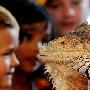美国家庭收养珍贵鬣蜥为宠物（图） 动物世界