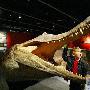 侏罗纪时代最凶狠动物 超级巨鳄生活在海中（图） 动物世界