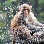 立秋遇高温 猕猴戏水享清凉（图） 动物世界