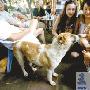 狗媽媽每天渡長江給孩子喂奶打動央視（圖） 動物世界