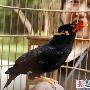 市民家养宠物鹩哥能背诗唱歌（图） 动物世界
