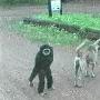 看猴子如何“调戏”狼狗（图） 动物世界