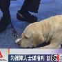 新加坡视障者长年为导盲犬争权（图） 动物世界