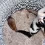 老鼠遇上兩只貓 一只被嚇跑一只陪睡覺（圖） 動物世界