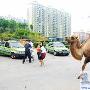 骆驼当做宠物养 每天定时街头觅食散步（图） 动物世界