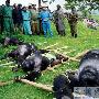 塞拉利昂禁止民众私养黑猩猩当宠物（图） 动物世界