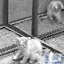 胆大老鼠吓跑胆小猫 猫弟戏鼠为兄复仇（图） 动物世界