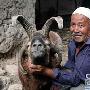 维吾尔族老人饲养种羊长出四只角（图） 动物世界