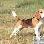 比格犬(Beagle)（图） 动物世界