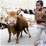 成年黄牛变成“武大郎”不到一米高成宠物（图） 动物世界
