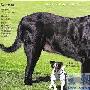 英国3岁猎犬体重125公斤（图） 动物世界