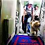 大连导盲犬进京“面试”（图） 动物世界