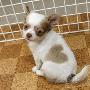 日本超可爱小狗带心形胎记（图） 动物世界