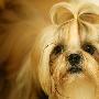 观赏犬:西施犬（图） 动物世界