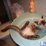宠物洗澡过程中的搞笑图片（图） 动物世界
