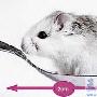 长得好不如长得小 世界最小鼠能趴在勺子里（图） 动物世界