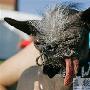 中国冠毛犬当选世界最的丑狗 酷似外星人（图） 动物世界