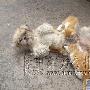 猫吃狗奶 和睦相处 动物世界
