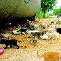 家猫从宠物变成“弃儿” 百余小猫被扔小学门前（图） 动物世界