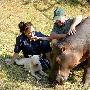 南非猎官救起河马当宠物 床铺三次被压塌（图） 动物世界
