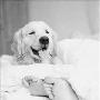 宠物狗“嗅出”乳腺癌 提醒女主人保性命（图） 动物世界