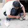 雪豹叼羊被牧羊犬撵下悬崖（图） 动物世界