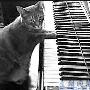 英国3岁猫咪无师自通爱弹钢琴（图） 动物世界