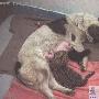 福州动物园金钱豹征集狗奶妈 百余母狗大PK（图） 动物世界