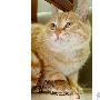母猫捉回小老鼠和小猫养在一起（图） 动物世界