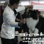 第二届北京BPC国际名犬邀请赛12（图） 动物世界