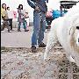 北京籍珍贵雪獒亮相 号称售价200万元（图） 动物世界