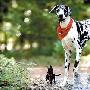 揭开“犬之间体型差异巨大”之谜（图） 动物世界