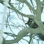 喜鹊树上搭窝黑猫拆台 猫鹊激战4小时（图） 动物世界