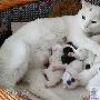 家猫“小不点”一胎产崽11只（图） 动物世界