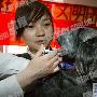 北京宠物犬将实行"电子化" 凭证可植入ID芯片（图） 动物世界