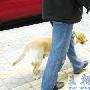 锡城一居民专训导盲犬（图） 动物世界
