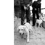 上海啓動導盲犬訓練培育項目 盲人將有“活拐杖”（圖） 動物世界