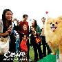 人犬合跳华尔兹 第三届国际名犬展番禺举行（图） 动物世界