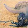 澳洲海岸毒水母成患 一年蛰伤3万人（图） 动物世界