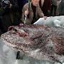 一條鲈魚重340公斤（圖） 動物世界