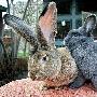 德国老人培育超级兔子体大如犬（图） 动物世界
