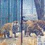 动物园老虎打群架一只老虎被咬死 （图） 动物世界