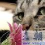 有趣的宠物照片（图） 动物世界