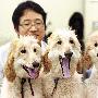 韩国全球首次成功克隆出雌狗（图） 动物世界