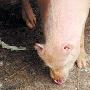 怪猪没有耳朵和鼻子长一对虎牙（图） 动物世界