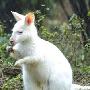 世界珍稀野生动物白袋鼠亮相重庆（图） 动物世界